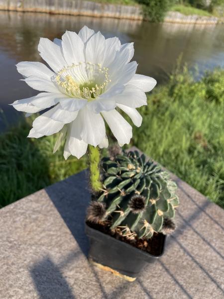 Echinopsis obrepanda weiss